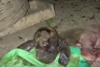 Viral ! Anak Kambing Berwajah Mirip Monyet dengan 1 Kelopak Mata