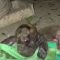 Viral ! Anak Kambing Berwajah Mirip Monyet dengan 1 Kelopak Mata