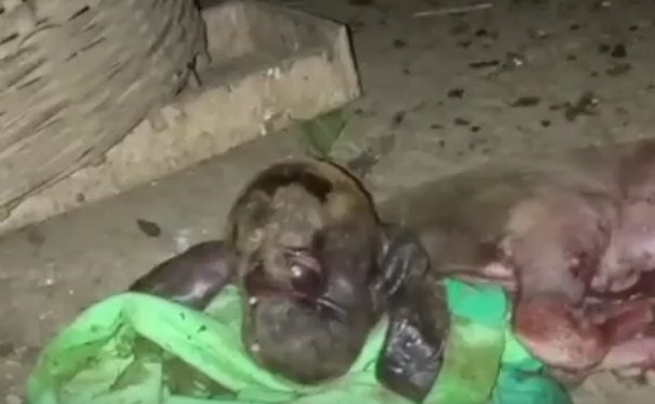 Viral ! Anak Kambing Berwajah Mirip Monyet dengan 1 Kelopak Mata
