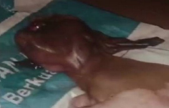 Viral ! Anak Kambing Berwajah Mirip Monyet dengan 1 Kelopak Mata